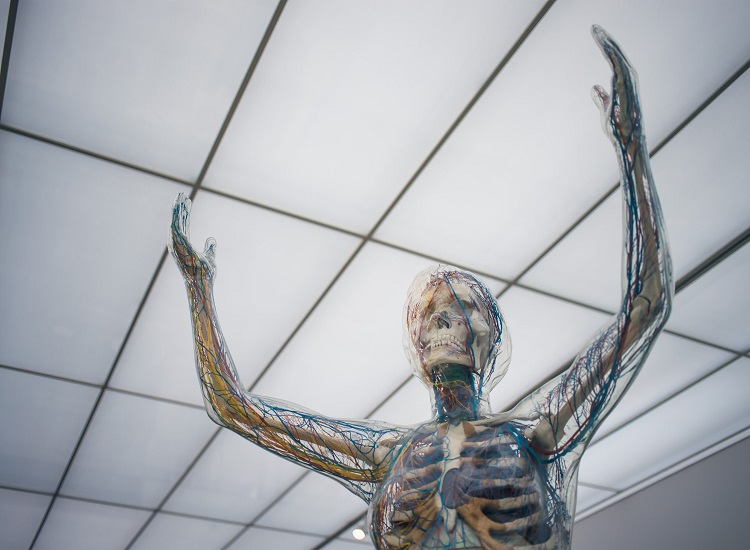 What Are the Symptoms of Lupus as Well as the İndications of Nervous Procedure Involvement